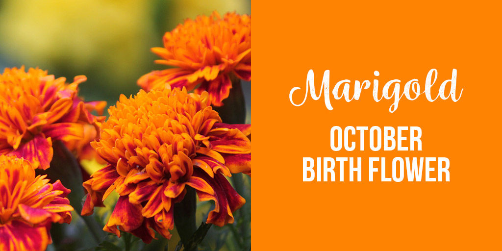 Marigold October