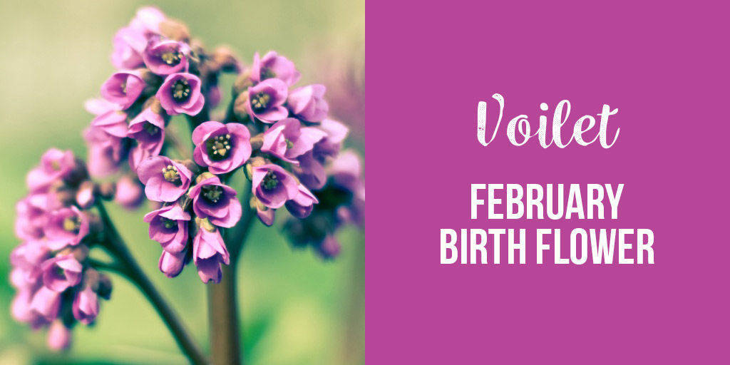 violet february