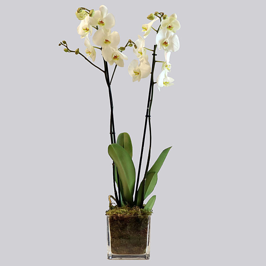 White Orchid Plant