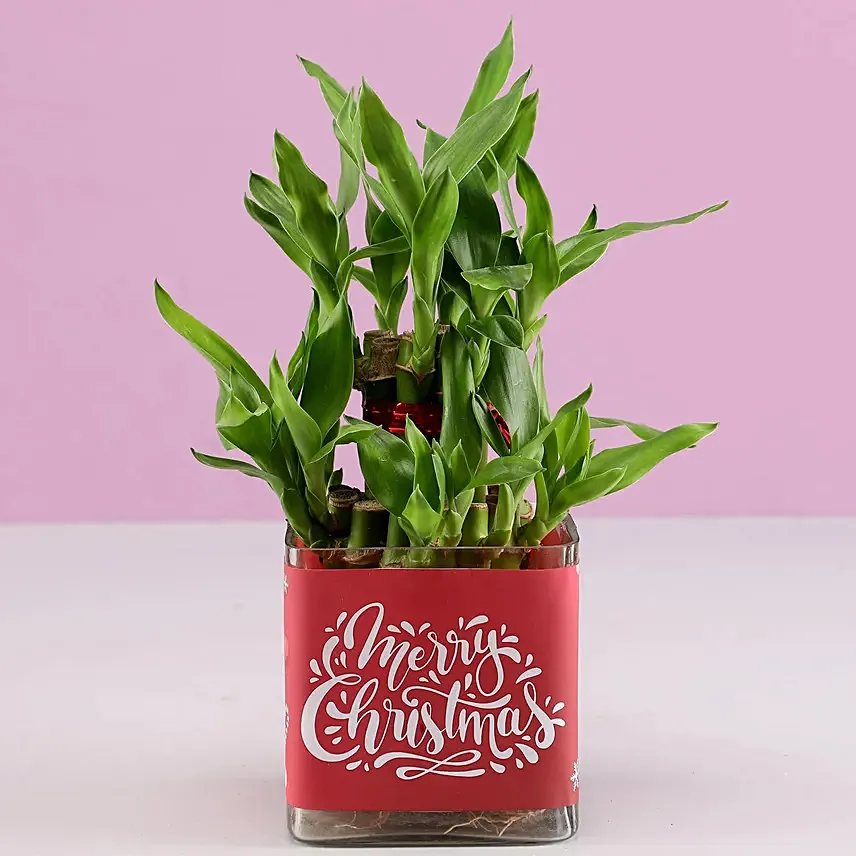 Online Christmas Good Luck Bamboo Plant Gift Delivery in Bahrain FNP