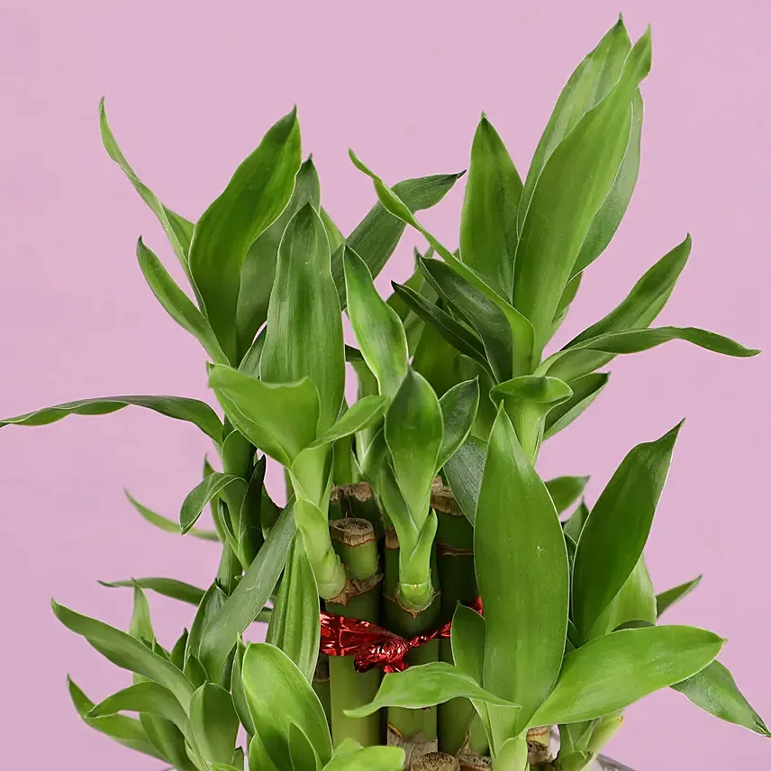 Online Christmas Good Luck Bamboo Plant Gift Delivery in Bahrain FNP