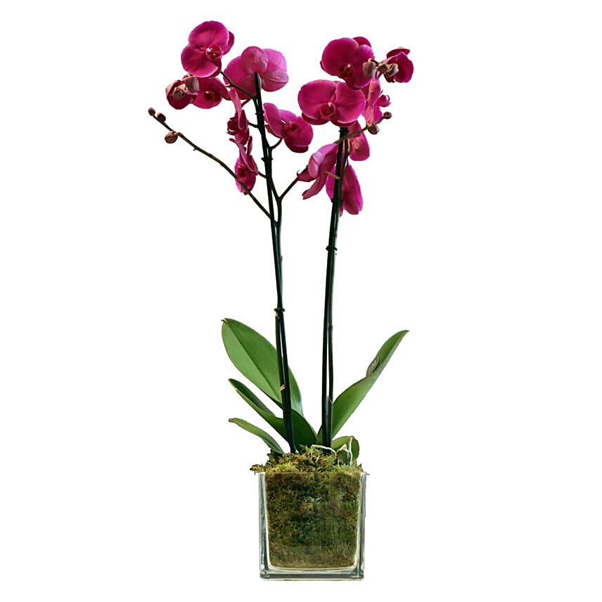 Purple Orchid Plant