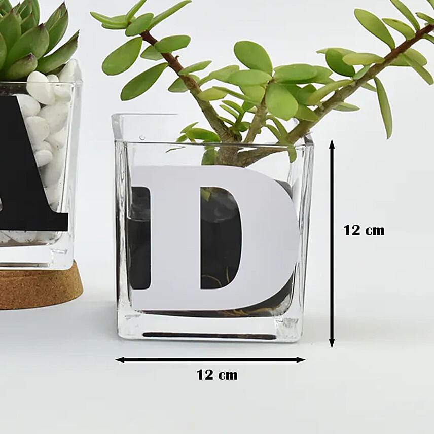 Trio of Plants for DAD