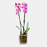 Pink Orchid Plant
