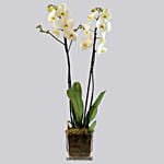 White Orchid Plant