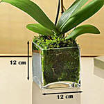 White Orchid Plant In Glass Vase