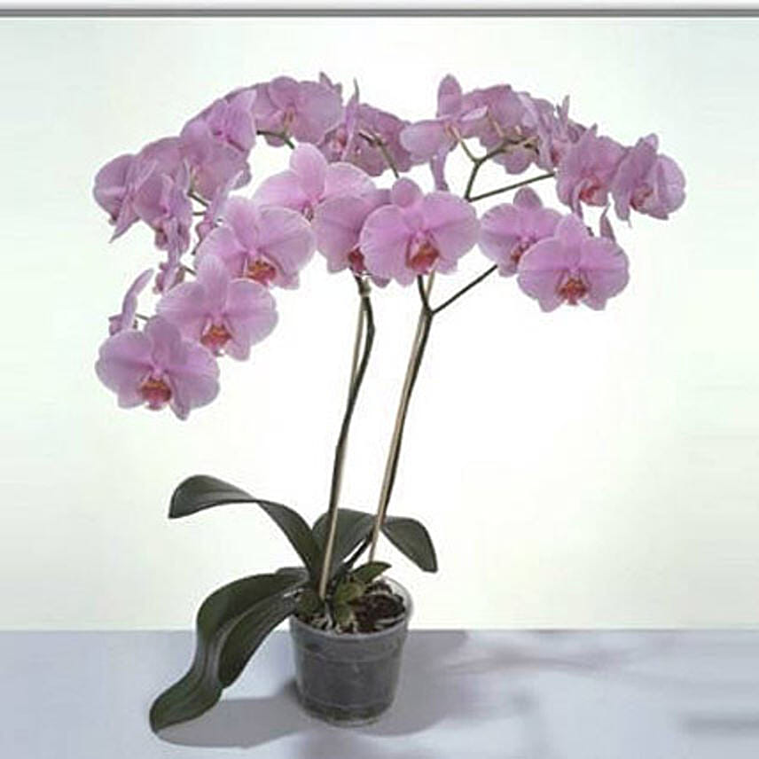 Pink Phalaenopsis Orchid Plant