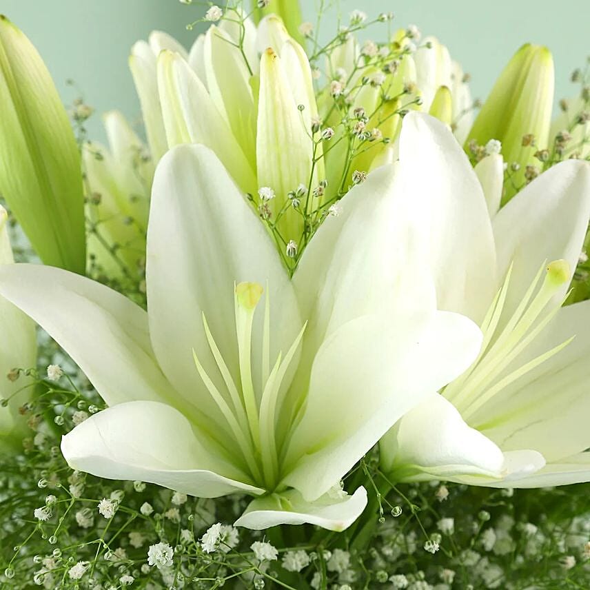 Blooming Asiatic Lilies In Black Ribbon Tied Vase