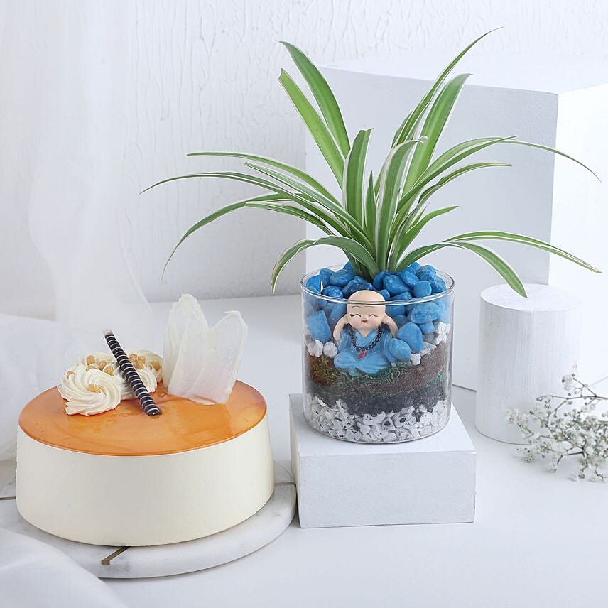 Buddha Blessings Plant N Cake Combo