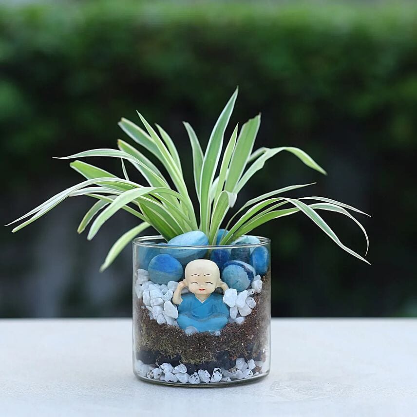 Buddha Blessings Plant N Cake Combo