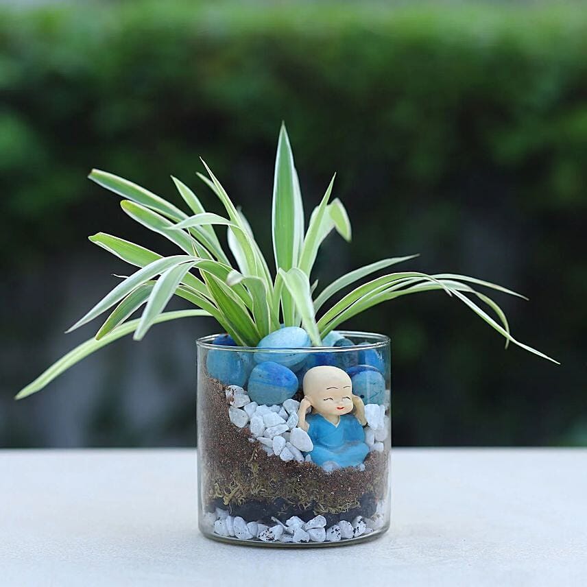 Buddha Blessings Plant N Cake Combo