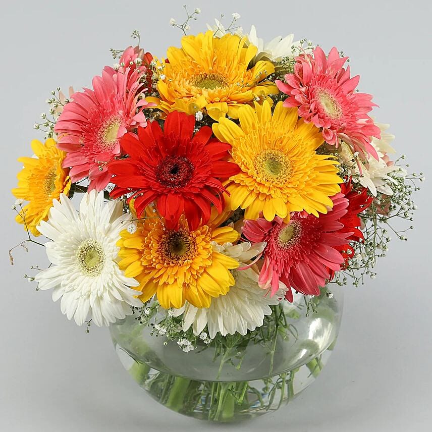 Classy Mixs Of Gerbera Blossoms