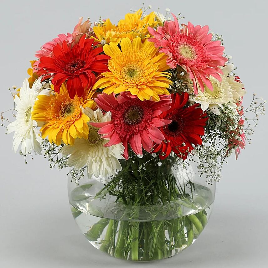Classy Mixs Of Gerbera Blossoms