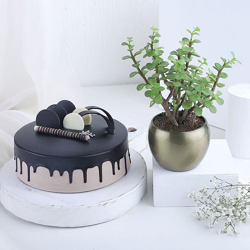 Good Vibes Plant N Cake Combo