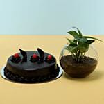 Eggless Truffle Cake Money Plant
