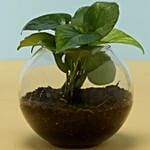 Eggless Truffle Cake Money Plant