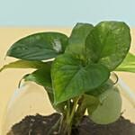 Eggless Truffle Cake Money Plant