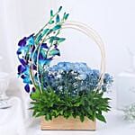 Blue Orchid Oasis Delight