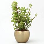 Good Vibes Plant N Cake Combo