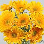 Yellow Mystique Gerbera Vase