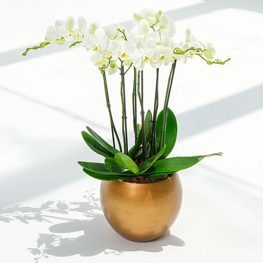 6 Stems White Waves Holland Orchid
