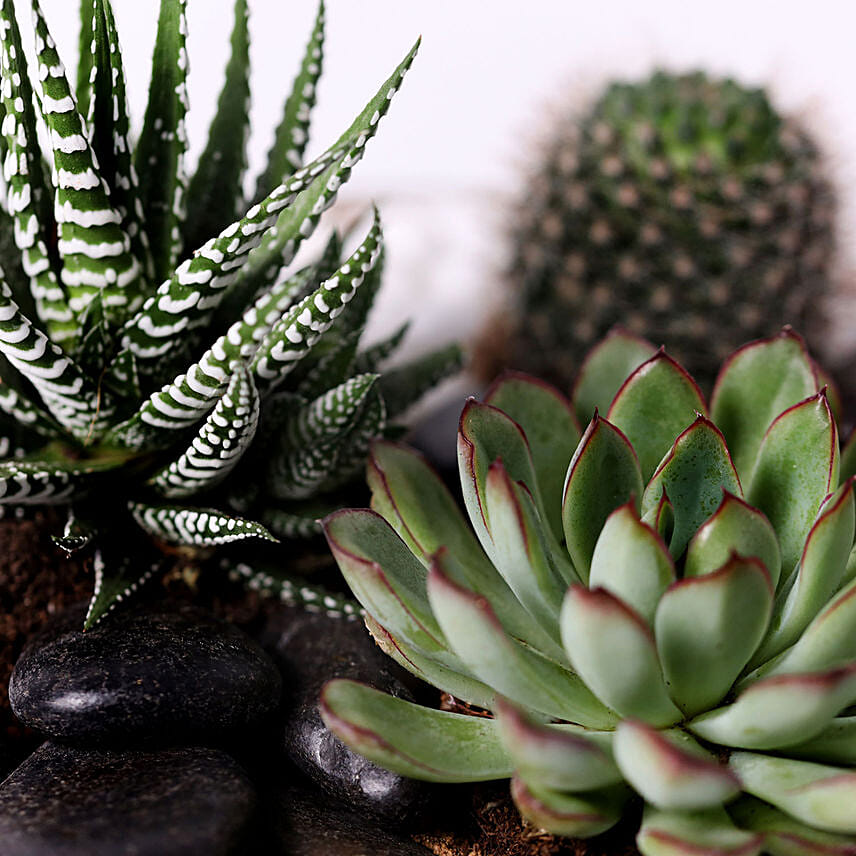 Combo of 3 Plants In Clear Glass Platter