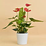 Red Anthurium In Ceramic Pot