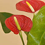 Red Anthurium In Ceramic Pot