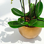 6 Stems White Waves Holland Orchid