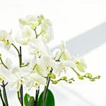 6 Stems White Waves Holland Orchid