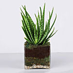 Aloe Vera Plant in Square Glass Vase
