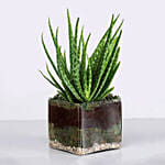 Aloe Vera Plant in Square Glass Vase