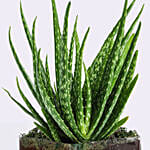 Aloe Vera Plant in Square Glass Vase