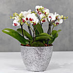 Red Lips Midi Orchids Plant Vase