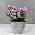 Pink Orchids Plant Vase