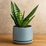 Sansevieria Plant In Ceramic Pot