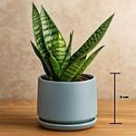 Sansevieria Plant In Ceramic Pot
