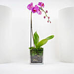 Valentine Purple Orchid Single Stem Vase