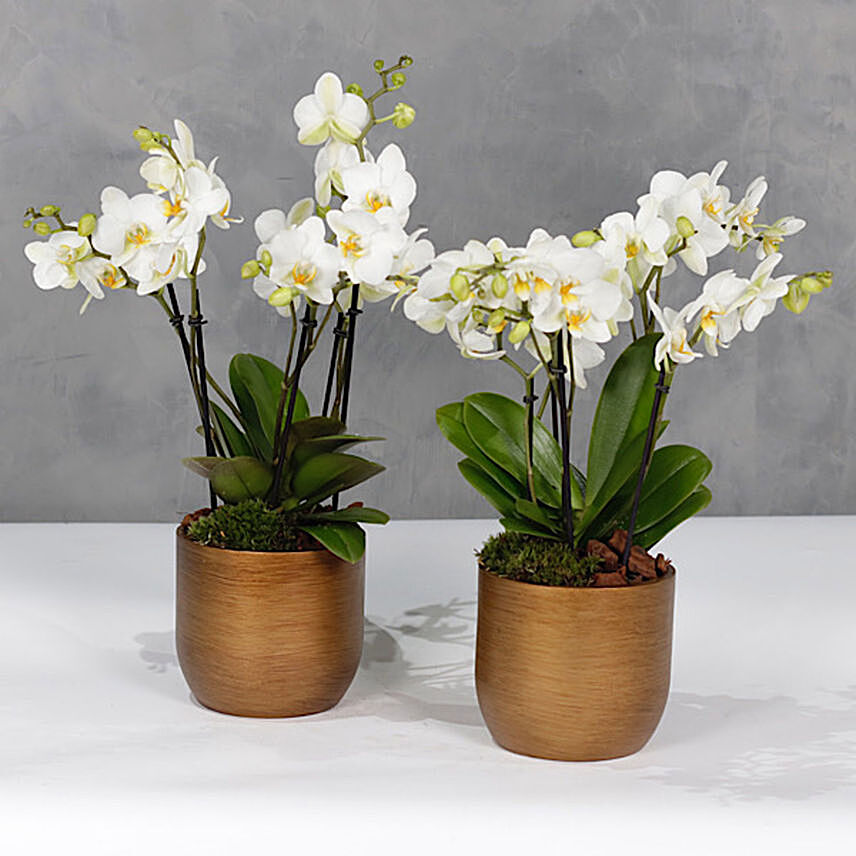 Set Of 2 Orchids Plants In Golden Vases