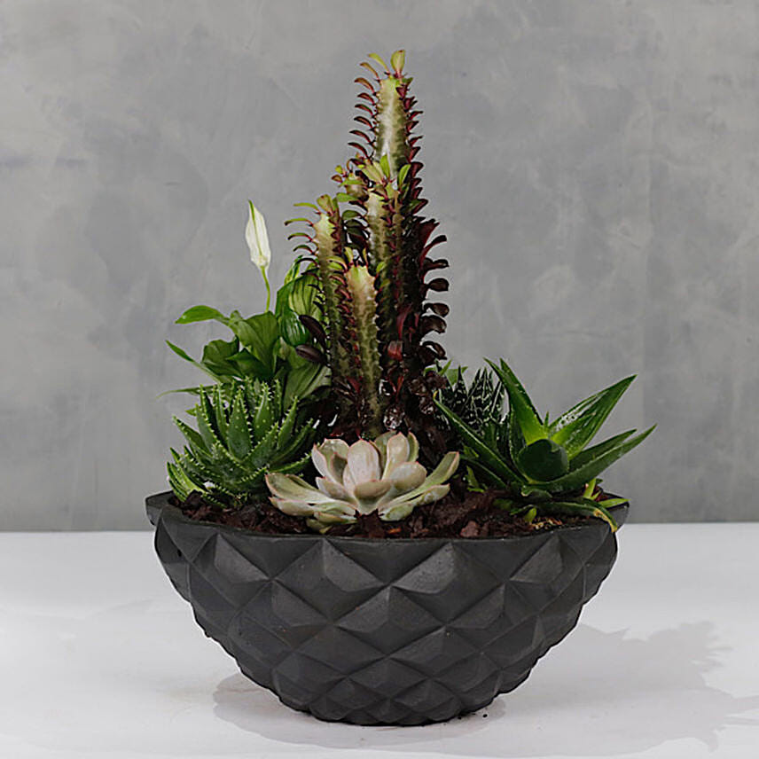 Succulent Garden Bowl