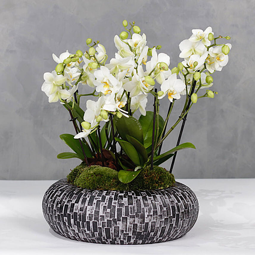 White Orchids Plant Acrylic Bowl