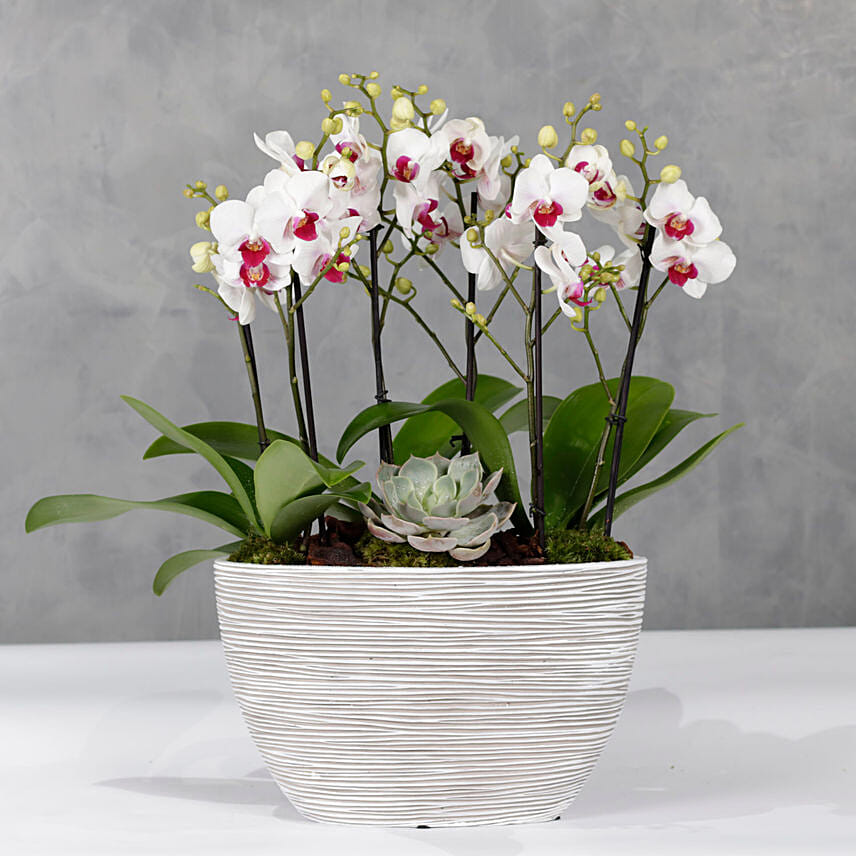 Red Lips Midi Multiflora Orchids