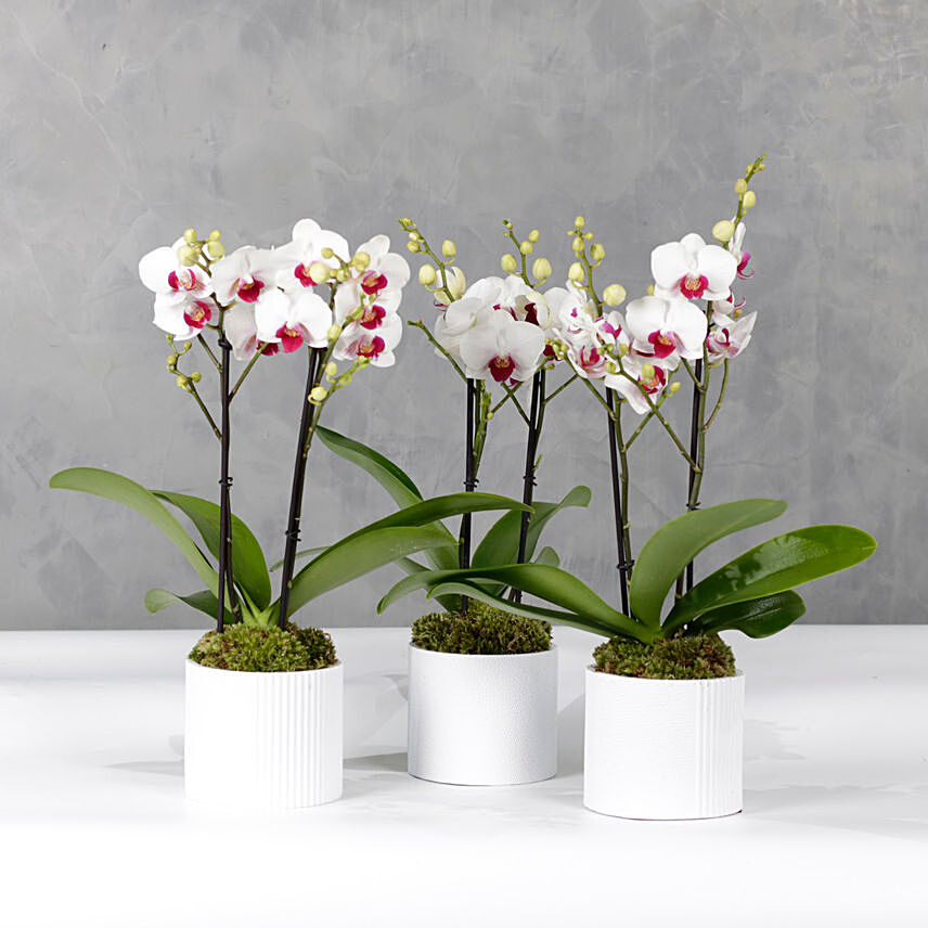 Trio Of Multiflora Orchids