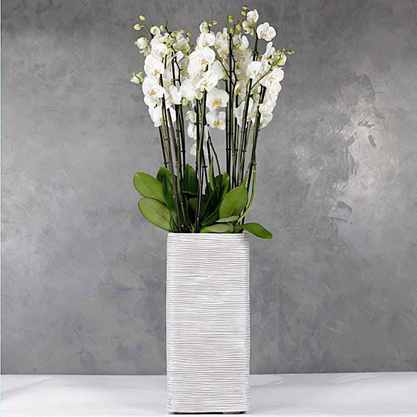 12 Orchidsticks In Polystone Pilar Vase