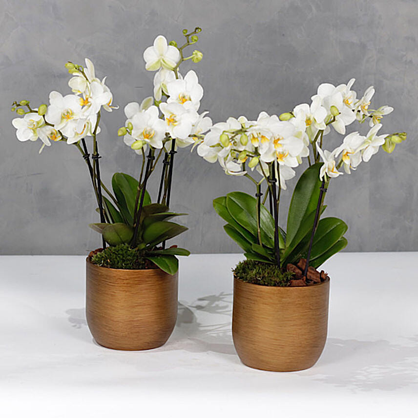 Set Of 2 Orchids Plants In Golden Vases: 