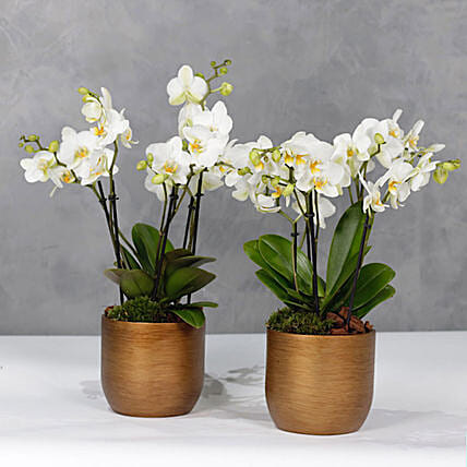 كومبو 2 أصيص نبات الأوركيد الأبيض: Combos