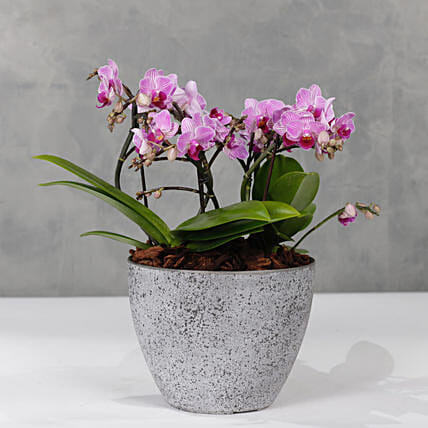 Pink Orchids Plant Vase: 