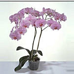 Pink Phalaenopsis Orchid Plant KT