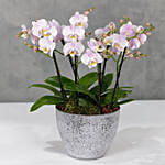 Light Pink Orchids Plant Vase