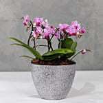 Pink Orchids Plant Vase